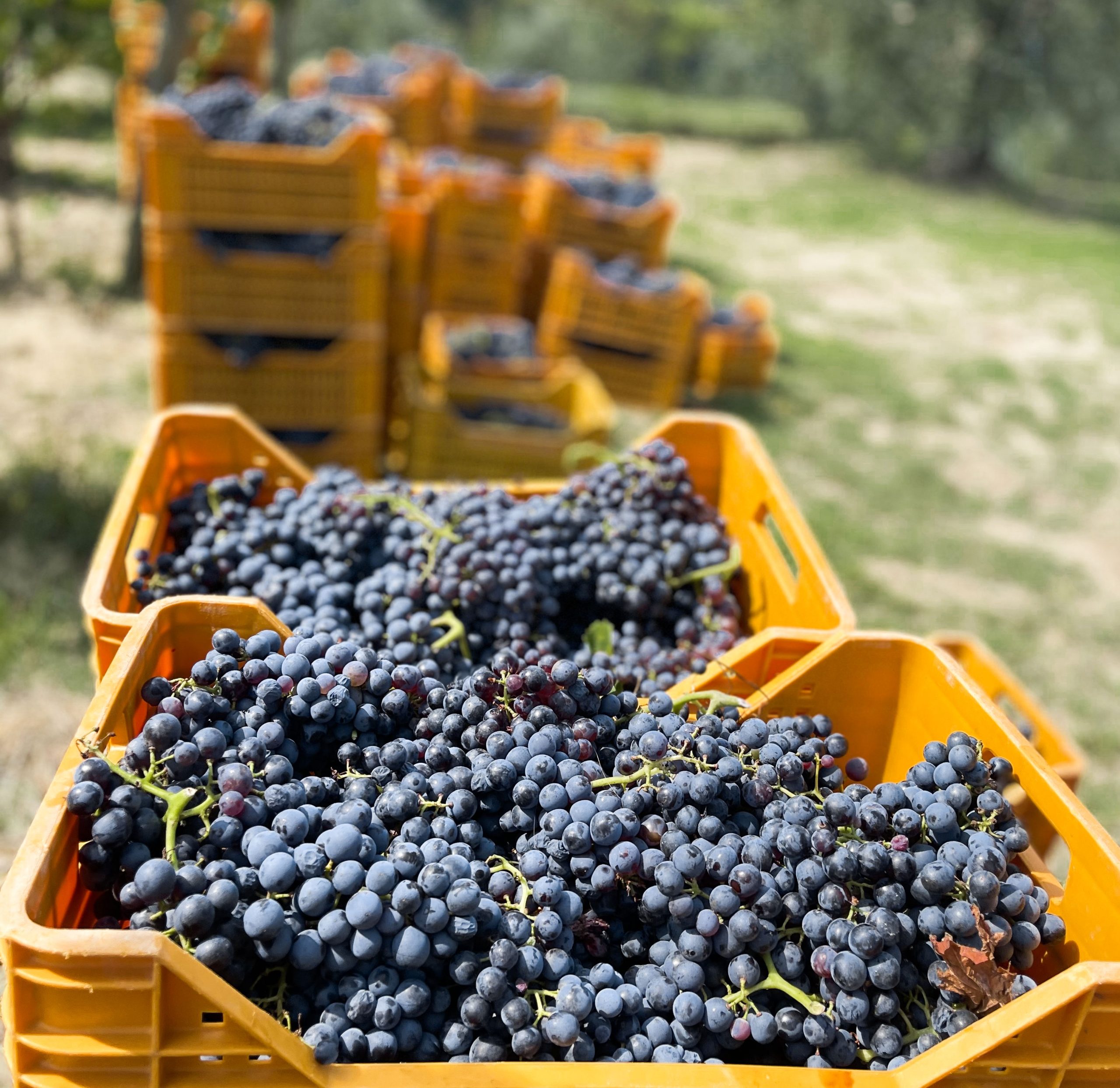 img-the-wine-ok